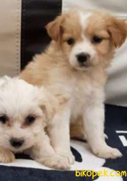 Baby Maltipoo 2