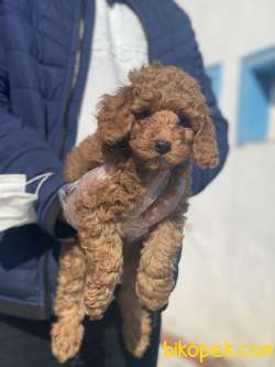 BABY POODLE 1