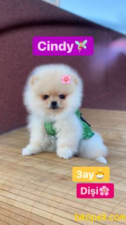 Baby Prens  Ve Prensesler 5