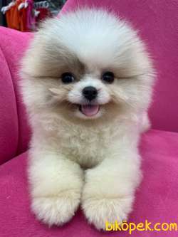 Baby Teddy Bear’larımızla Herkese Helloo 2