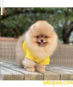 Baby Teddy Bear’larımızla Herkese Helloo 5
