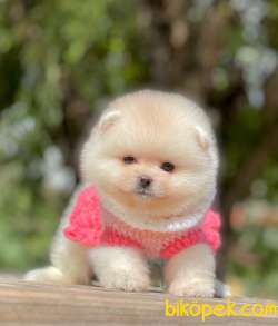 Baby Teddy Bear’larımızla Herkese Helloo 3