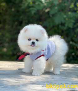 Baby Teddy Bear’larımızla Herkese Helloo 4