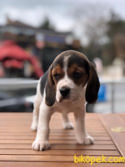 Babyface Beagle Yavrular 1