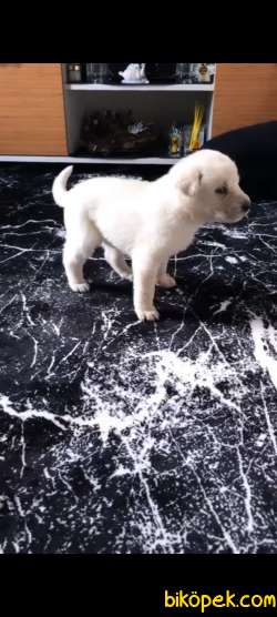 Babyface Golden Retriever Yavrular 1