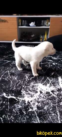 Babyface Golden Retriever Yavrular 2