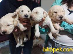 Babyface Golden Retriever Yavrular 1