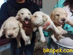Babyface Golden Retriever Yavrular 3