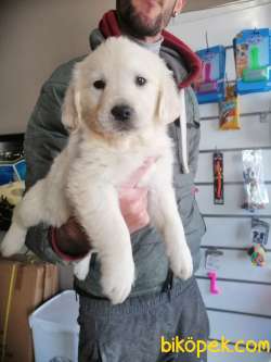 BABYFACE GOLDEN RETRIEVER YAVRULAR 3