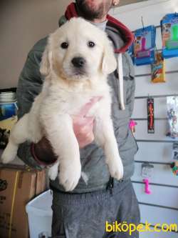 BABYFACE GOLDEN RETRIEVER YAVRULAR 4