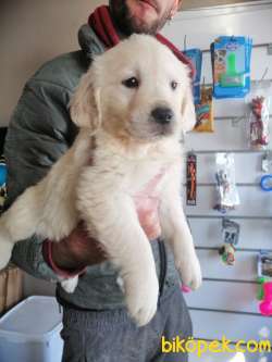 BABYFACE GOLDEN RETRIEVER YAVRULAR 2