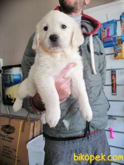 BABYFACE GOLDEN RETRIEVER YAVRULAR 5