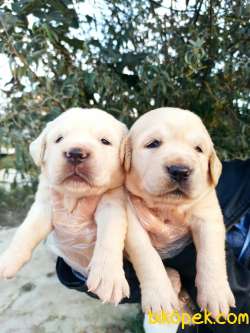Babyface Golden Retriever Yavrular 1