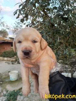 Babyface Golden Retriever Yavrular 3