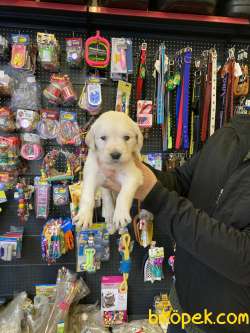 Babyface Golden Retriever Yavrular 3
