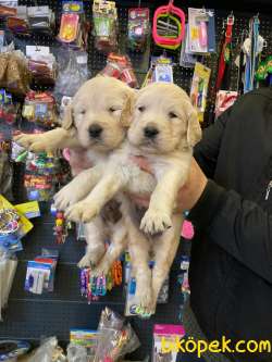 Babyface Golden Retriever Yavrular 2