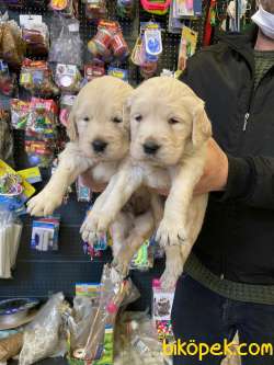 Babyface Golden Retriever Yavrular 1
