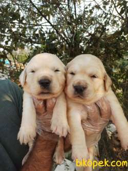 Babyface Golden Retriever Yavrular 2