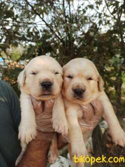 Babyface Golden Retriever Yavrular 2