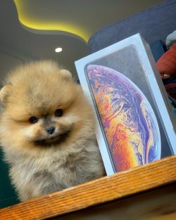 Yeni Gelen PomeranianBoo Yavrularımızdan 2