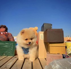 Yeni Gelen TeddyBear PomeranianBoo Yavrularımızdan 4