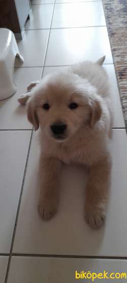 Badi 3