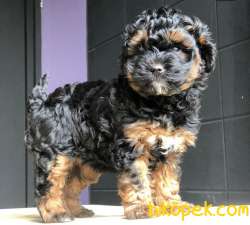 Bakanlık Onaylı PETSHOP Mağazamızdan Chocolate POODLE 5