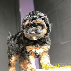 Bakanlık Onaylı PETSHOP Mağazamızdan Chocolate POODLE 3