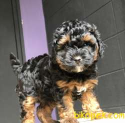 Bakanlık Onaylı PETSHOP Mağazamızdan Chocolate POODLE 4