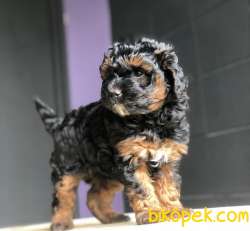 Bakanlık Onaylı PETSHOP Mağazamızdan Chocolate POODLE 1