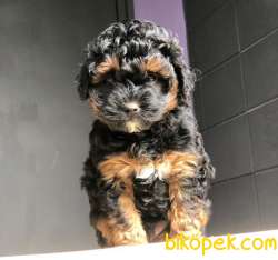Bakanlık Onaylı PETSHOP Mağazamızdan Chocolate POODLE 2