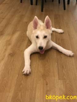 Bakımlı Beyaz Sarı Bir Gözü Mavi Bir Gözü Yeşil Orjinal Husky 2