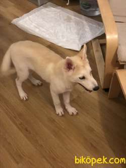 Bakımlı Beyaz Sarı Bir Gözü Mavi Bir Gözü Yeşil Orjinal Husky 1