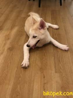 Bakımlı Beyaz Sarı Bir Gözü Mavi Bir Gözü Yeşil Orjinal Husky 3