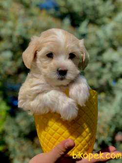 Bal Gibi Tatli Maltipoo Yavrumuz 2