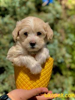 Bal Gibi Tatli Maltipoo Yavrumuz 1