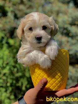 Bal Gibi Tatli Maltipoo Yavrumuz 3