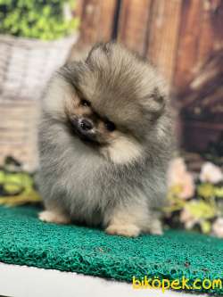 Bal Kızımız Teddybear Pomeranianboo 1