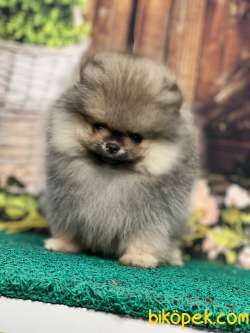 Bal Kızımız Teddybear Pomeranianboo 3