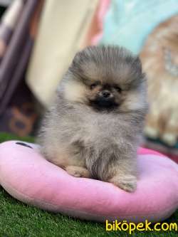 Bal Kızımız Teddybear Pomeranianboo 2