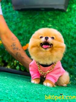 BAL Pomeranian Boo Kızımız 3