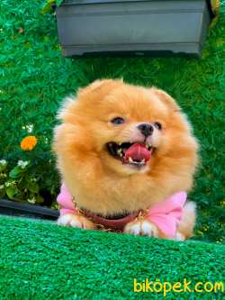 BAL Pomeranian Boo Kızımız 2