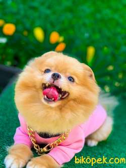 BAL Pomeranian Boo Kızımız 1