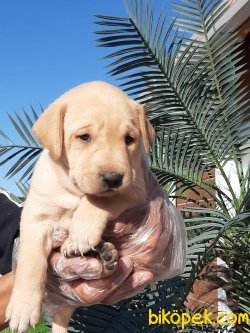 BAL RENGI LABRADOR RETRIEVER YAVRULARIMIZ 1