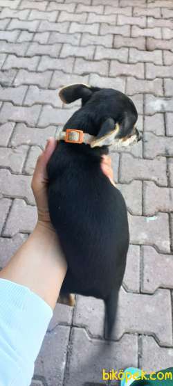 BAL VE PEKMEZ Pincher 2