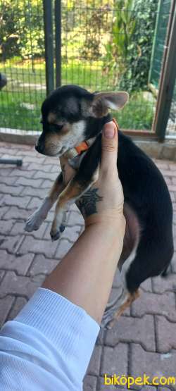 BAL VE PEKMEZ Pincher 1