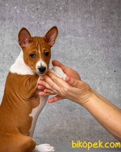 BASENJI YAVRULARI 2