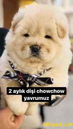 Basık Burun Dik Kulak 1