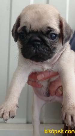 Basık Burunlu Güzel Anatomi Pug Yavrular 3
