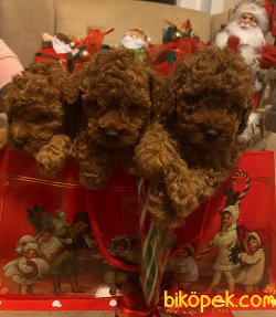 Basık Burunlu Orjinal Mini Toy Poodle Yavrularımız 3